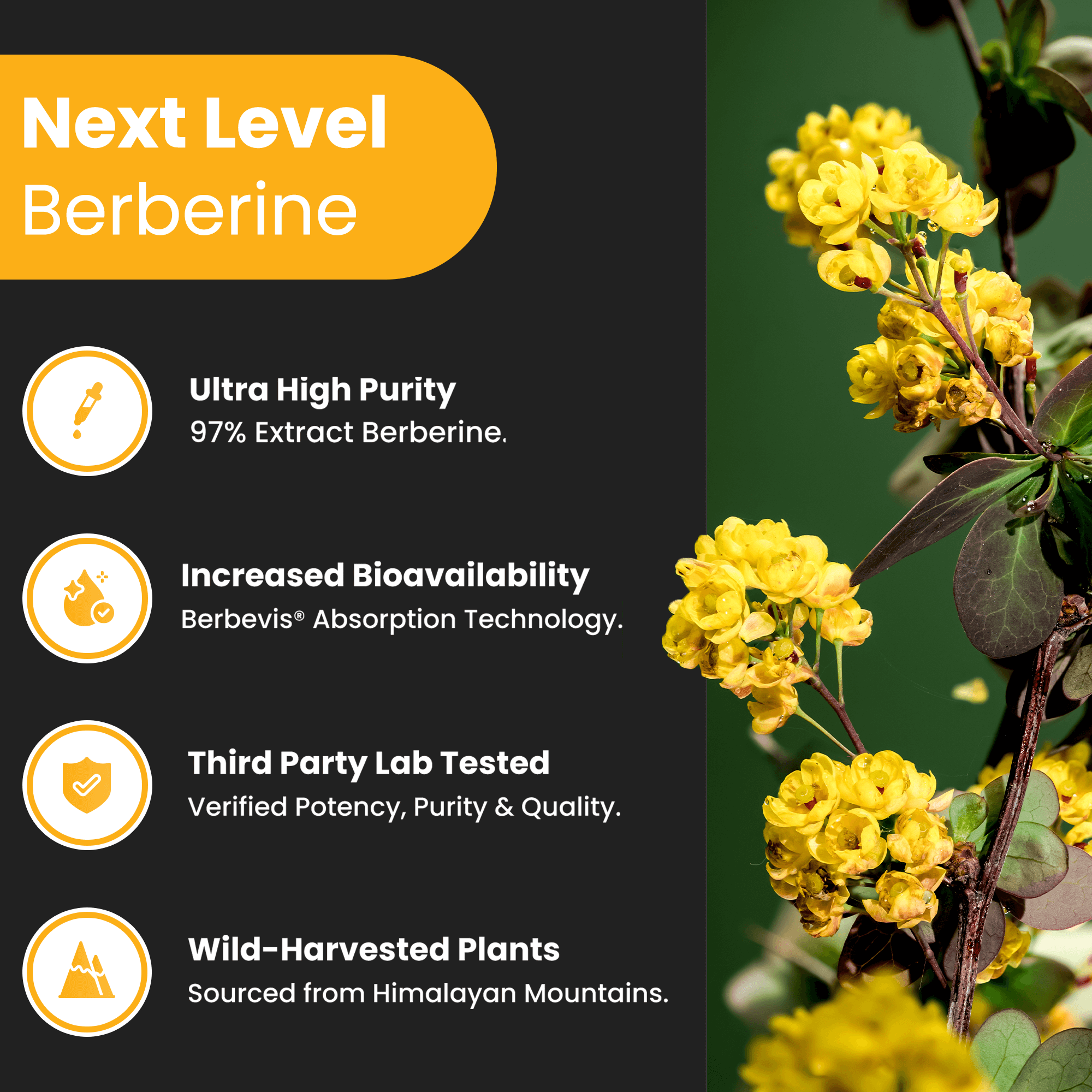 Berberine